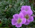 Geranium argenteum